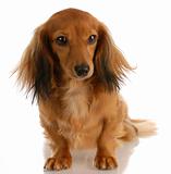 long haired miniature dachshund female sitting on white background