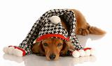 long haired miniature dachshund wearing winter hat and scarf