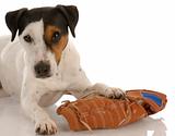 playful dog - jack russel terrier laying beside baseball glove