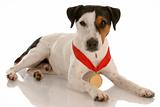 jack russel terrier with award winning medal around neck