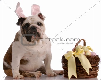 english bulldog sitting beside easter basket full of eggs