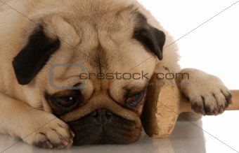 obedience dog - pug with paw resting on training dumbbell