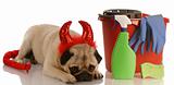 bad dog - pug dressed as devil laying beside cleaning supplies