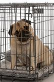 pug in a wire dog crate looking out a viewer