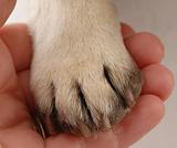 veterinary care - persons hand holding dog paw