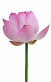 Lotus flower isolated 