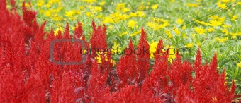 nature red and green flower bed