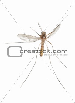 Mosquito bug isolated in white background