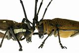 insect long horn beetle fight