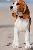 Beagle puppy on a beach