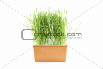Green Grass.