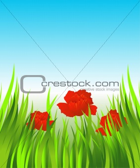 Red poppies in the grass