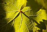 Dramatically Lit Grape Leaf Details on the Vineyard.