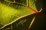 Dramatically Lit Grape Leaf Details on the Vineyard.