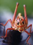 Grasshopper Close Up 