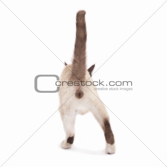 back of a male cat