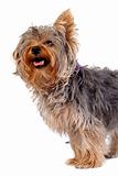 curious yorkshire terrier