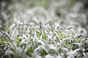 Gray & green grass