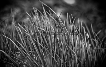 Gray grass