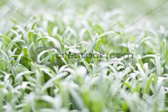 white grass