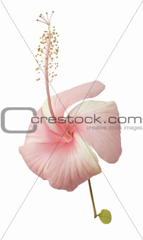 Baby pink hibiscus
