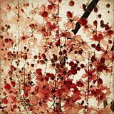 Red blossom background
