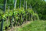 Grape vineyard in springtime