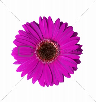 Violet Gerbera Flower