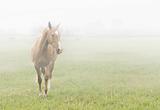 Horse in the mist
