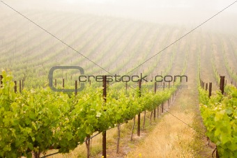 Beautiful Lush Grape Vineyard In The Morning Mist and Sun with Room for Your Own Text.