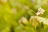 Beautiful Grape Vineyard Leaves In The Morning Mist and Sun with Room for Your Own Text.