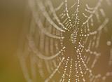 Wet Spider Web in The Morning Mist With Narrow Depth of Field.