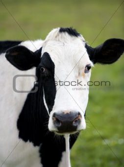 Dutch cow