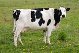 Dutch cow
