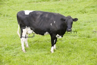 Dutch cow 