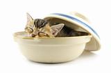 Kitty in bowl