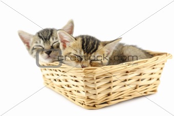 Kittens in wicker basket