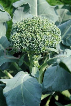 Growing head of broccoli
