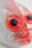 Big eye fish