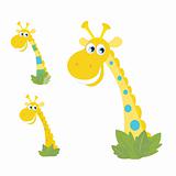 Three yellow giraffe heads isolated on white
