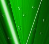  green leaf with drops of water - high resolution