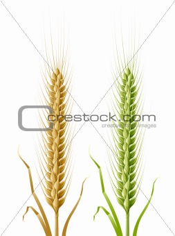 yellow and green ears of wheat
