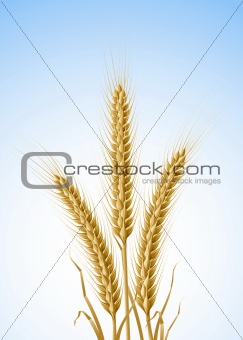 yellow ears of wheat