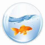 Ball With GoldFish In Water