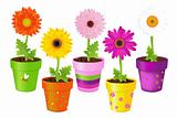 Daisies In Pots With Pictures