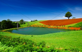 Colourful Field