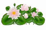 Group Lotuses with leaves, Isolated on white