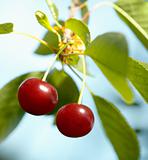 Two Cherries on the Tree.
