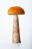 Aspen Mushroom