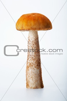 Aspen Mushroom
